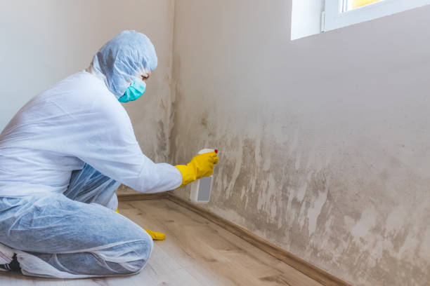 Licensed Mold Removal service in Winthrop, MA - WQB Mold Removal